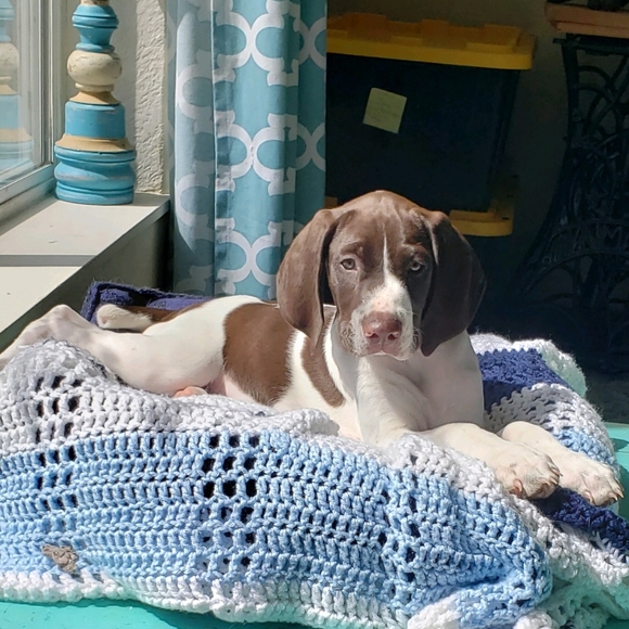 Meet your Posher, Troy - Picture 7 of 8